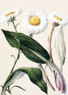 New Zealand Mountain Daisies Drawn By Sarah Featon (1848–1927