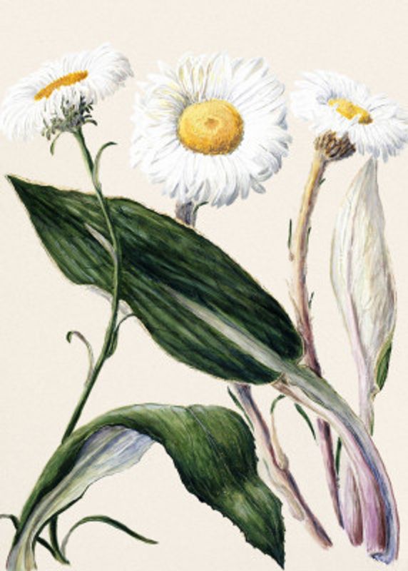 New Zealand Mountain Daisies Drawn By Sarah Featon (1848–1927