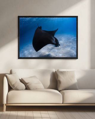 Dancing Manta