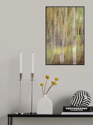 Birch in springlight