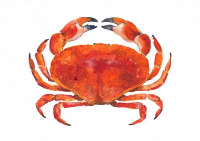 Realistic Red Crab