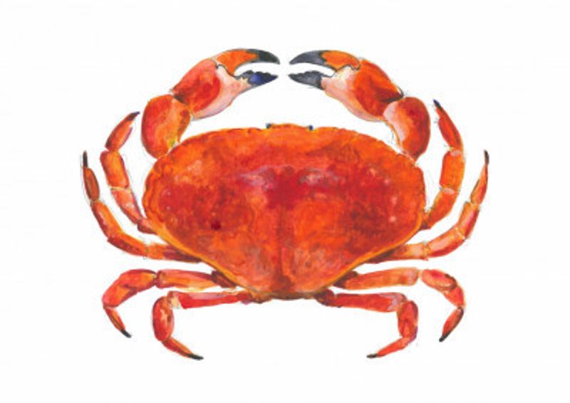 Realistic Red Crab