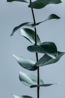 Eucalyptus Leaves