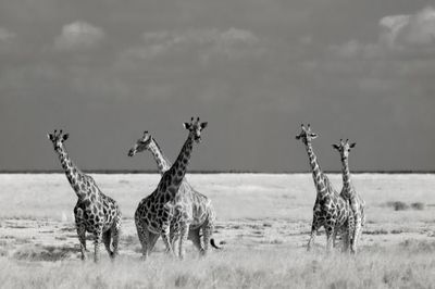 Look Girl Strange Animals