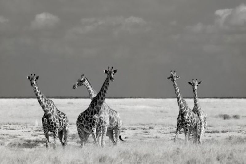 Look Girl Strange Animals