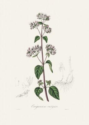 Oregano (origanum Vulgare) Medical Botany