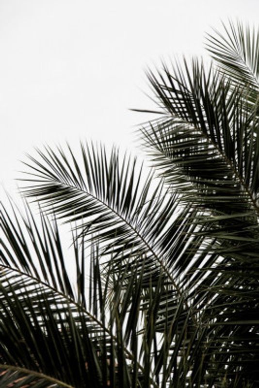 Palm Leaves 3