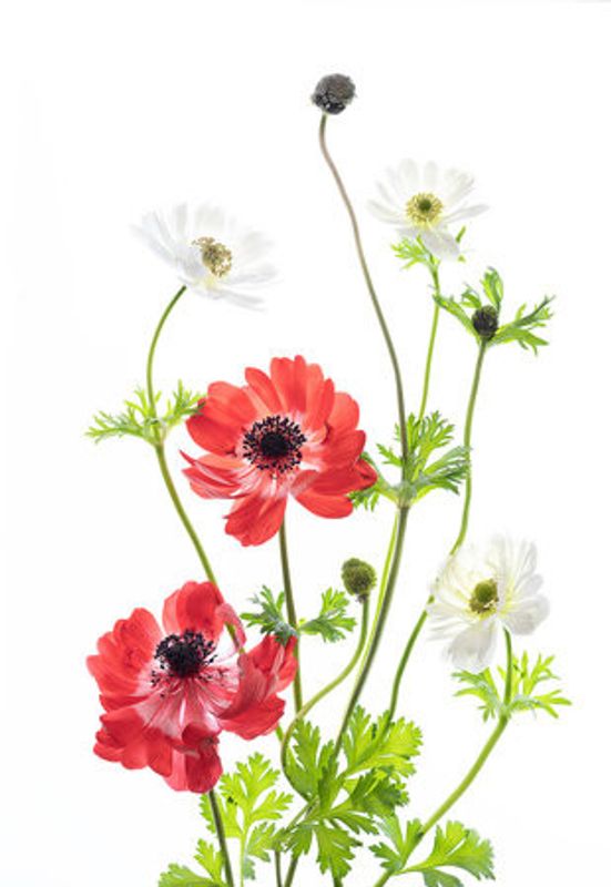 Spring Anemone Family