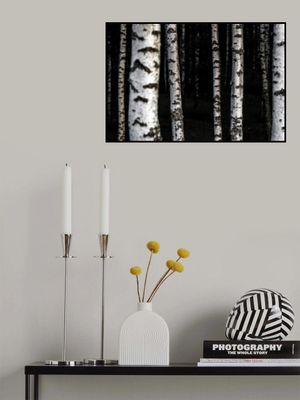 Birch Trees 8