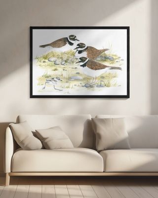 Plovers