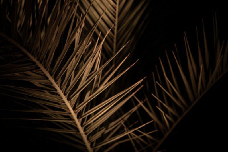 Golden Palm Fronds