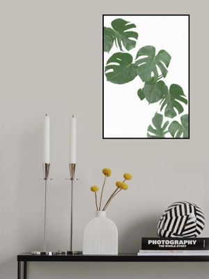Monstera Aqua 02