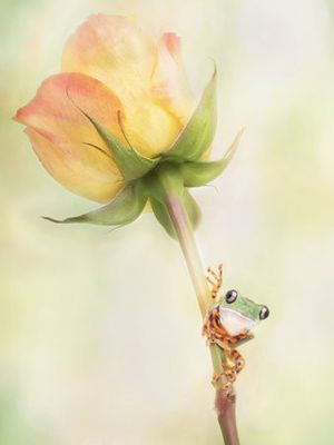 Tiger Leg Monkey Tree Frog