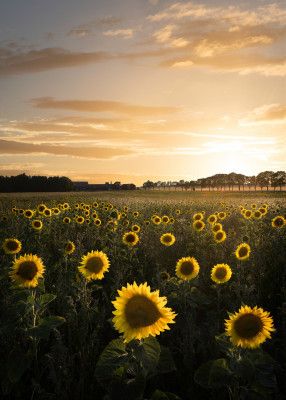 Sunflowerfield in Sweden