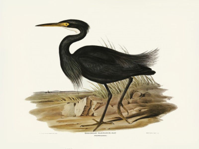 Sombre Egret