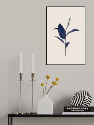 Plant with Delicate Leaves