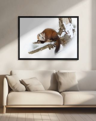 Pine Marten - Algonquin Park