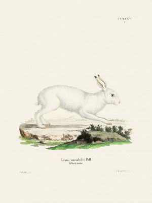 White Hare By Johann Christian Daniel Von Schreber