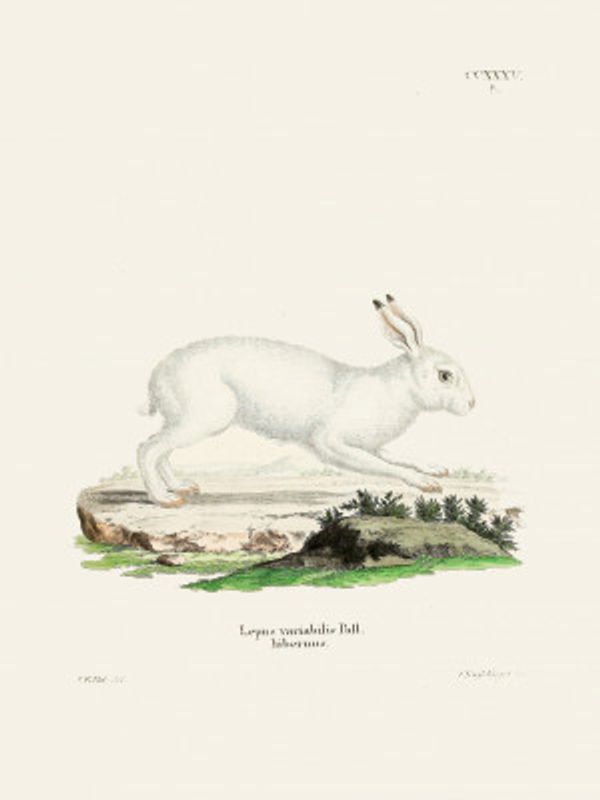 White Hare By Johann Christian Daniel Von Schreber