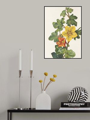 Mexican Fremontia From North American Wildflowers (1925) By Mary Vaux Walcott