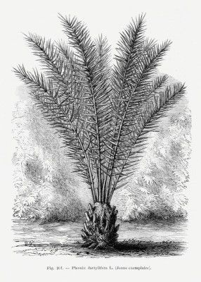 Vintage Palm Tree Drawing Xiii