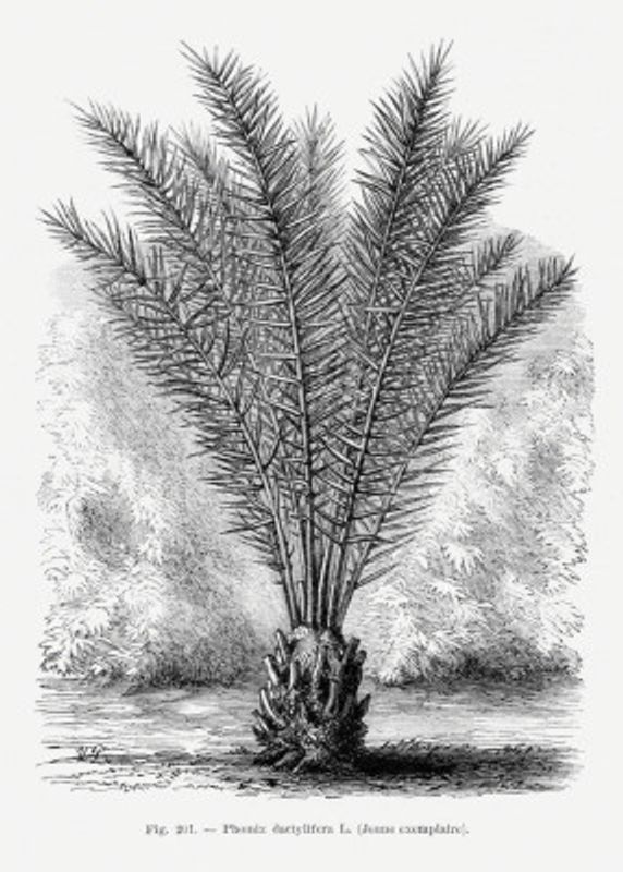 Vintage Palm Tree Drawing Xiii