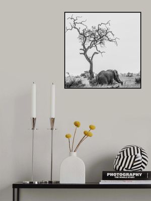 The tree and the elephant