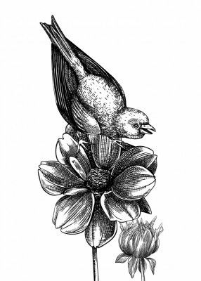 Wildlife Poster - Bird on a flower in vintage style