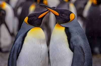 King Penguins in Snowy Day