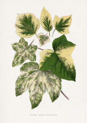 Green Leaf Illustration