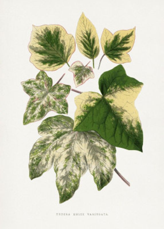 Green Leaf Illustration