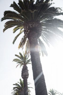 Palm Trees