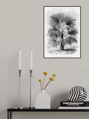 Vintage Palm Tree Drawing Xi