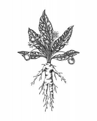 Mandrake - Hand Drawn Botanical Poster