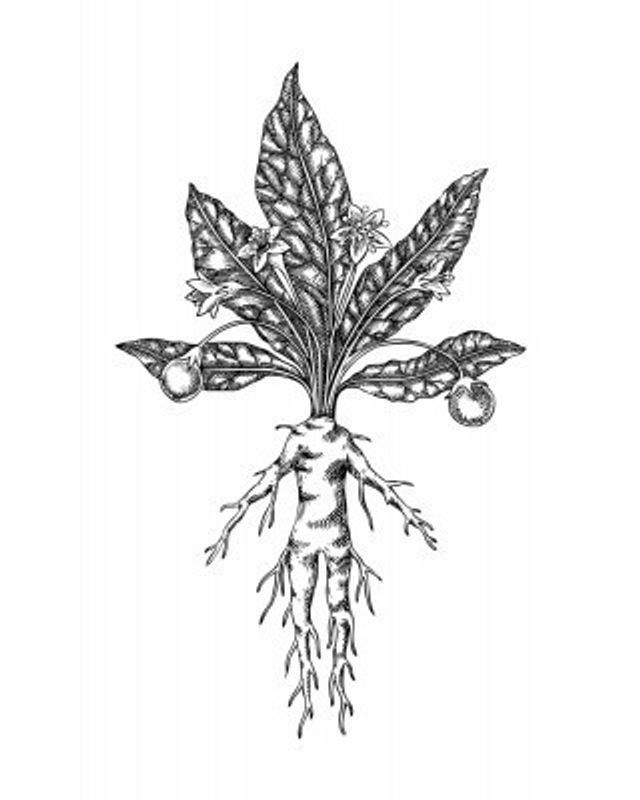 Mandrake - Hand Drawn Botanical Poster