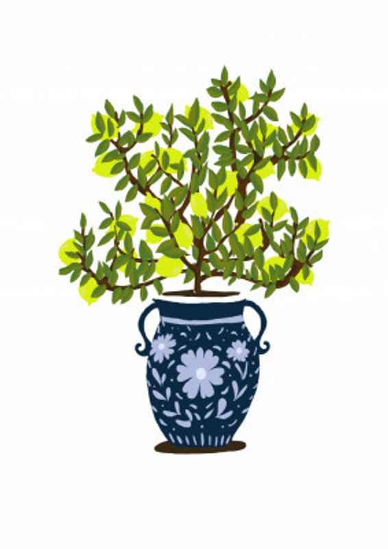 Lemon Tree with Decorative Vase