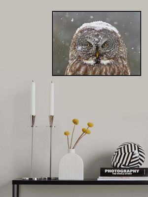 Great Grey Owl Winter Portrait