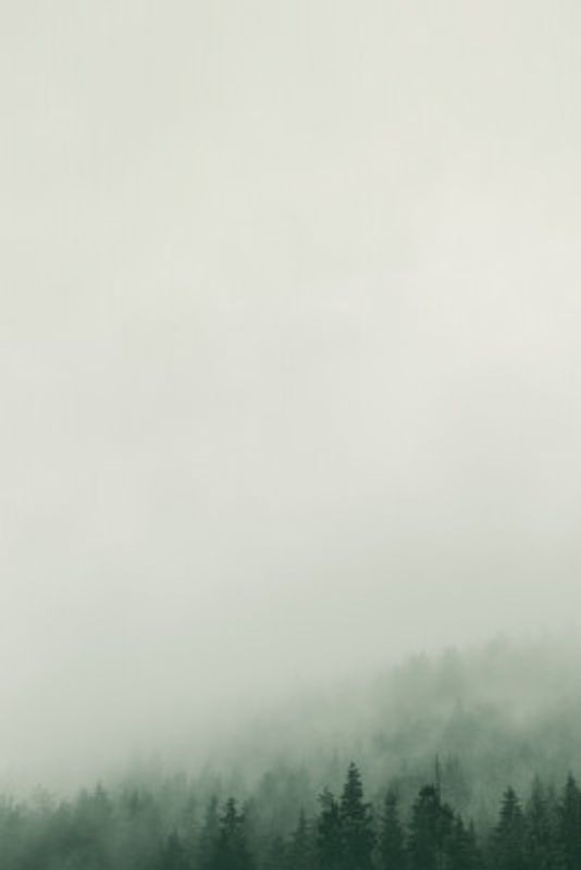 Forest Fog