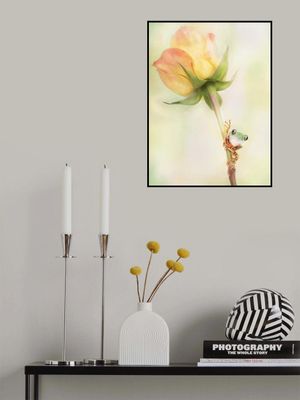 Tiger Leg Monkey Tree Frog