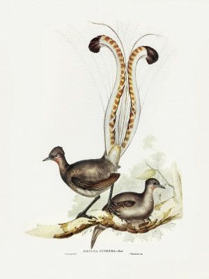 Lyre Bird