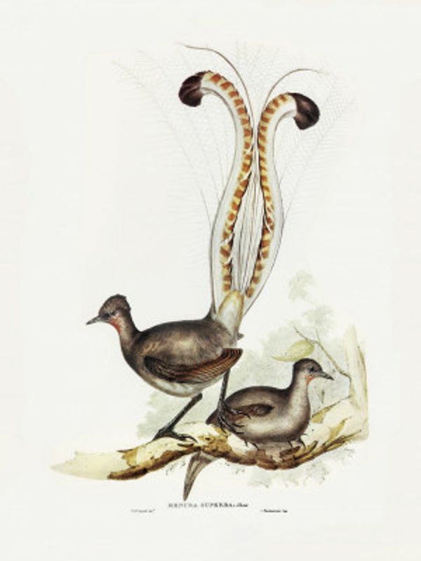 Lyre Bird