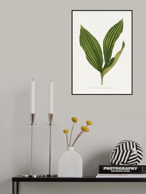 Lily of the Valley Leaf Illustration