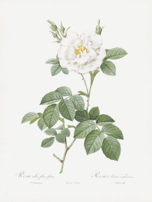 Rosa Alba Flore Pleno, Les Roses (1817–1824)