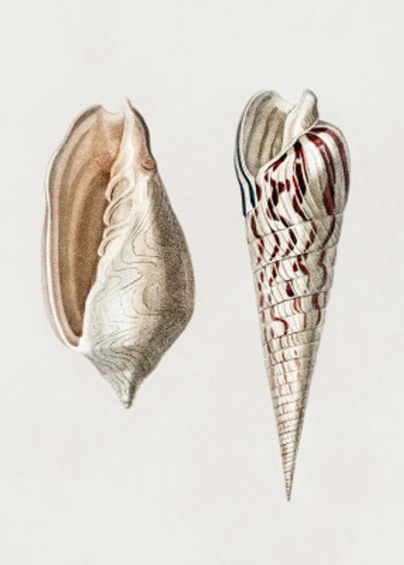 Two Mollusks Crop II