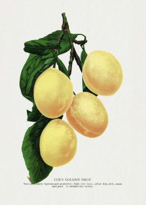 Coe's Golden Drop Plum Lithograph