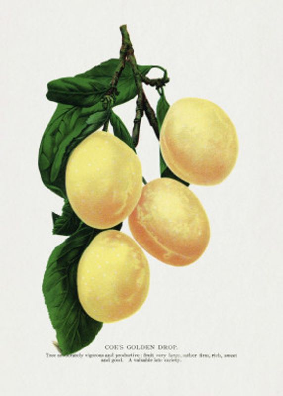 Coe's Golden Drop Plum Lithograph