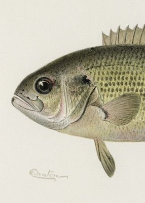 Rock Bass Crop