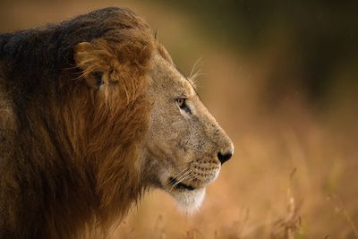 Walking Under The Rain