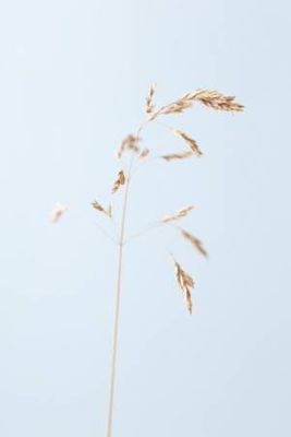 Dried single grass straw_2