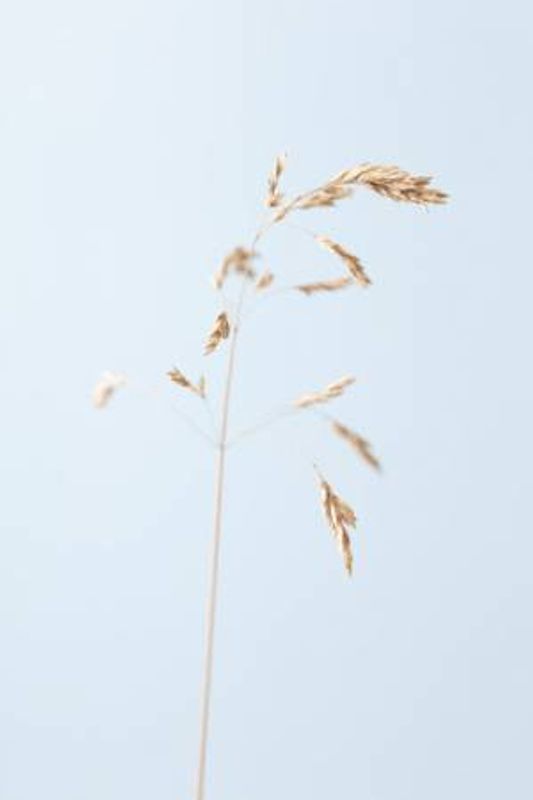 Dried single grass straw_2